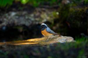 Julien SESIA - Julien-Sésia-Photographie©